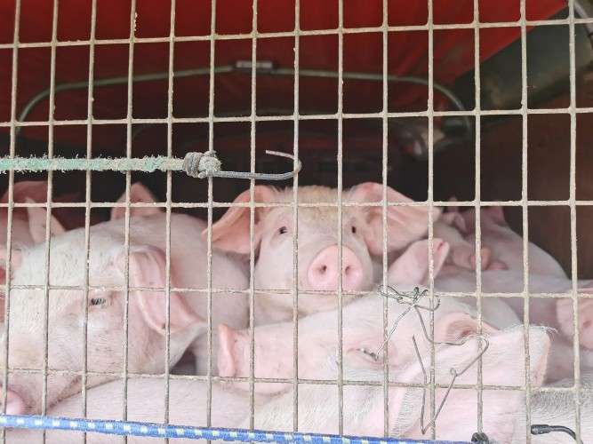 Сотню поросят пытались вывезти без документов из Слюдянского района в Бурятию