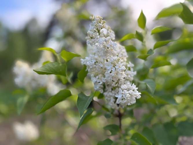 Цветущая сирень