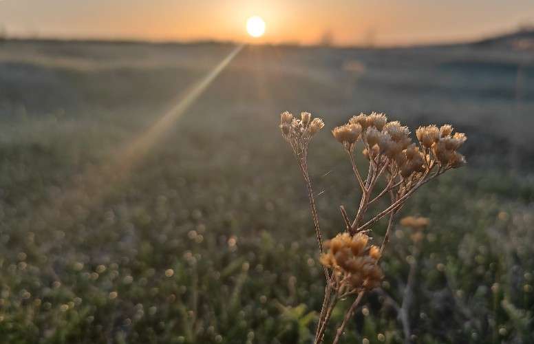 трава, растения, сухостой