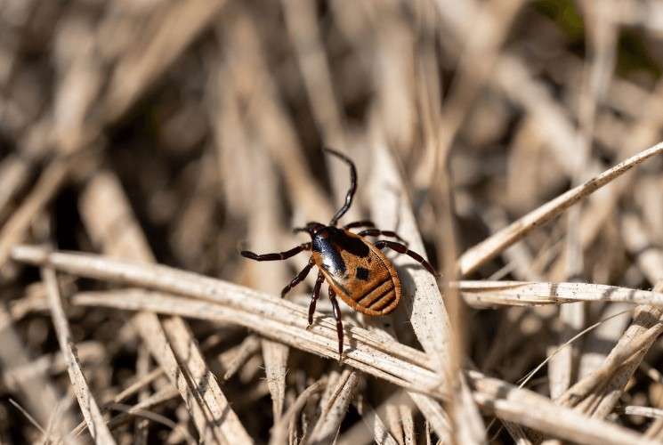 С начала сезона клещи покусали уже 105 жителей Приангарья