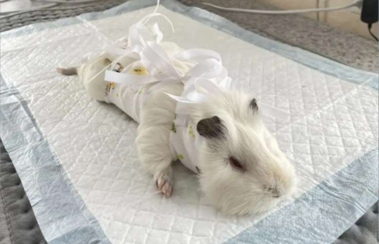 Прооперированная морская свинка