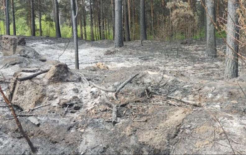Житель Зимы заплатит 135 тысяч за лесной пожар из-за непотушенной сигареты