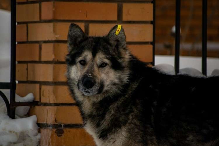 В Зиме возбуждено дело после нападения собак на 9-летнего мальчика