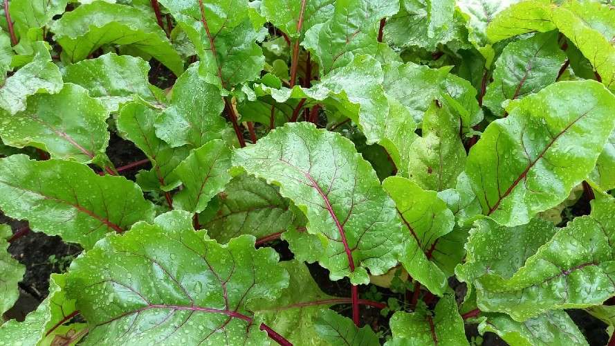 ботва, растения, огород