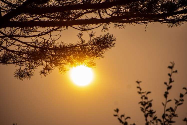 Солнце светит скозь ветви сосны