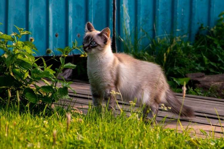 Коты с кличкой Барсик чаще других теряются в Иркутской области