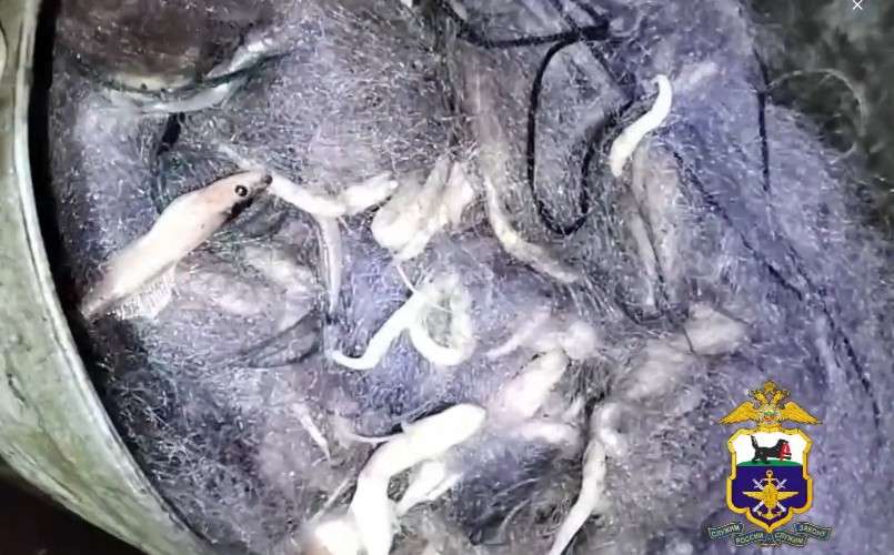 Более 1,5 тысяч хвостов голомянки незаконно выловил житель Листвянки