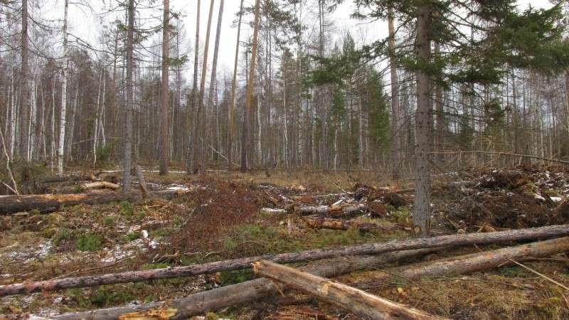 лесоповал, деляна, деревья