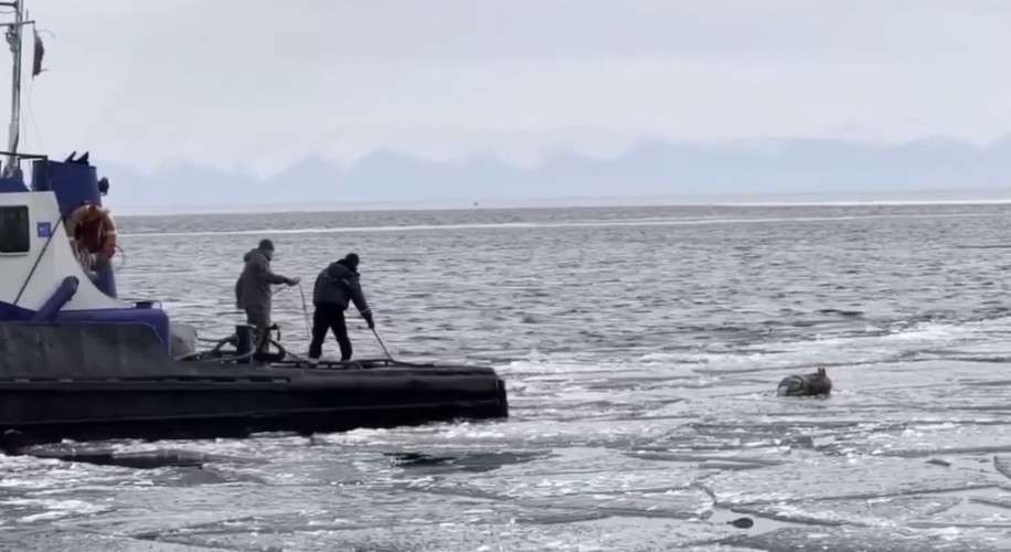 Ледокол пришёл на помощь беременной косуле на льду Байкала