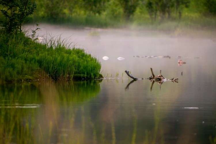 река, вода, мусор