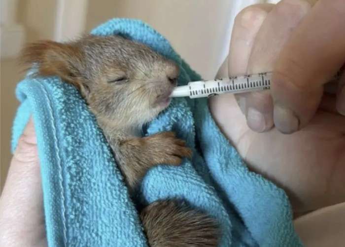 Женщина кормит бельчонка из шприца
