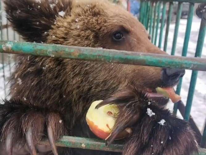 Медвежонок Ёжик