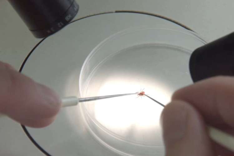 Клещ, исследование