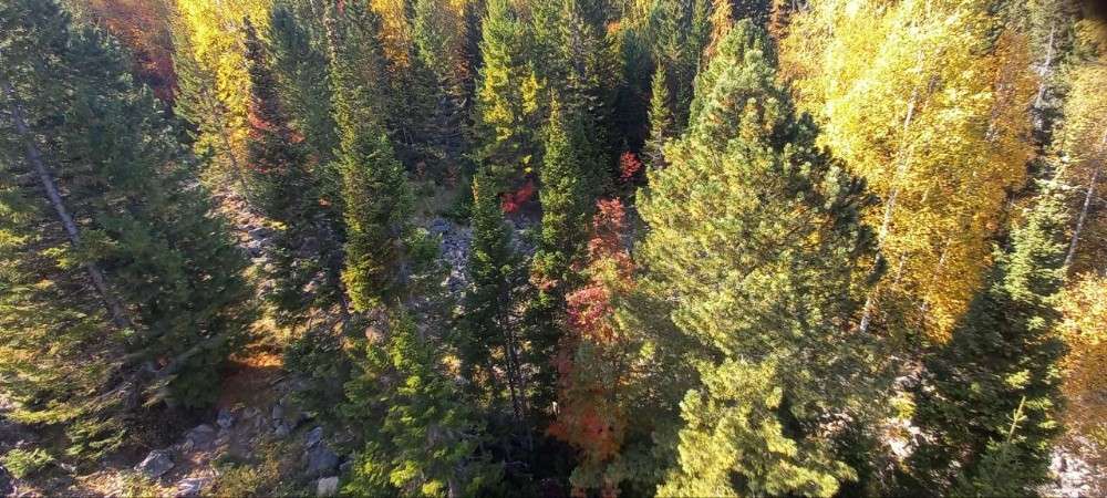 лес, деревья