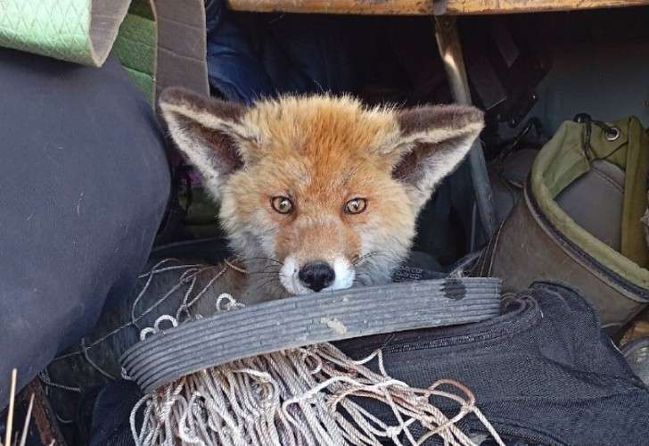 Пойманная в Ангарске лиса