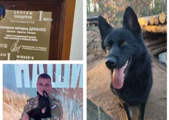 Собака Донбасс