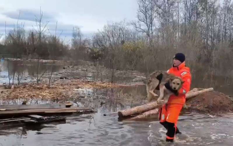 спасатель, паводок, собака