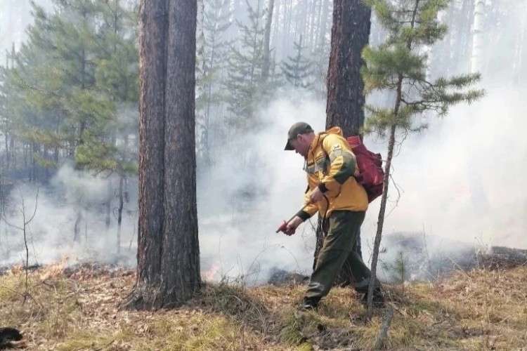 Тушение лесного пожара