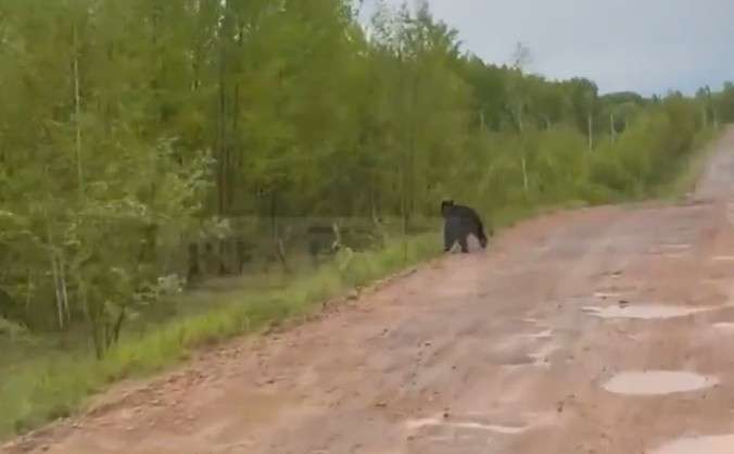 Медвежонок убегает