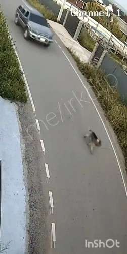 Собака бежит, а за ней едет машина.