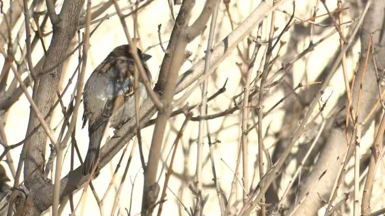 Воробей