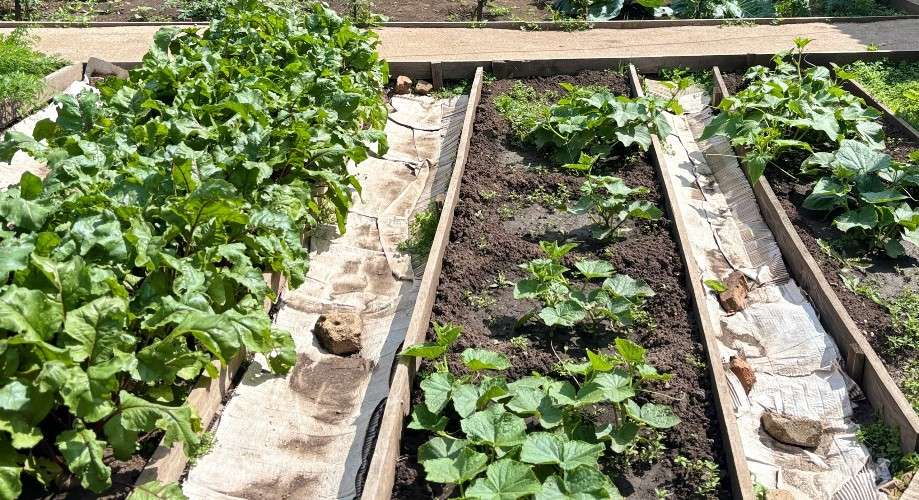 грядки в огороде со свёклой, клубникой и огурцами