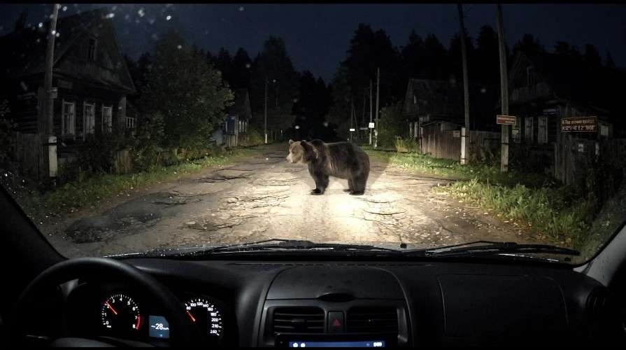 Медведь