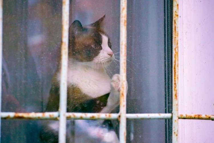 кошка, окно, решётка