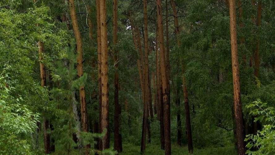 деревья, лес