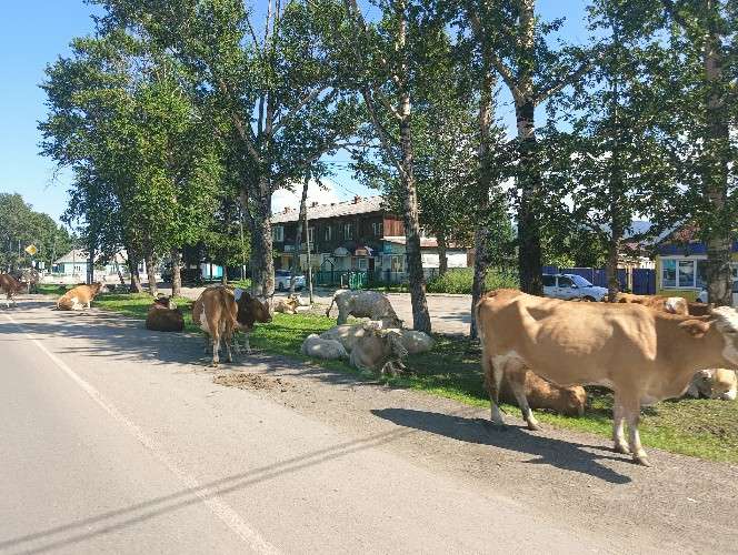 коровы на дороге