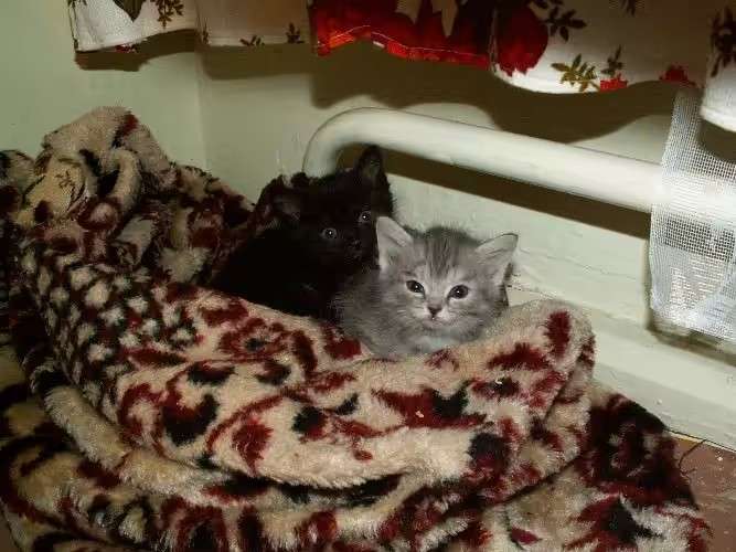 котята на одеяле у батареи