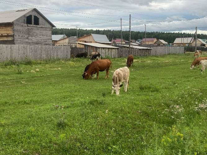 Режим ЧС из-за узелкового дерматита ввели в ещё одном селе Иркутской области