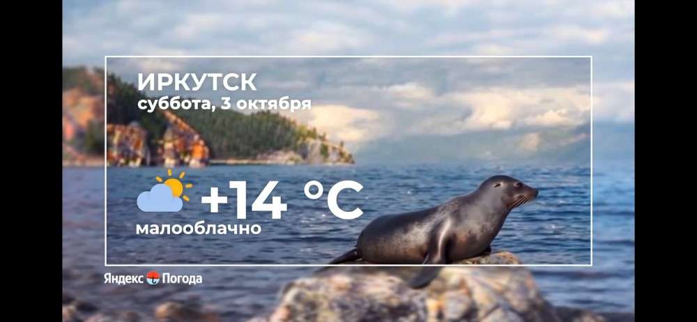 Нерпа с прогнозом