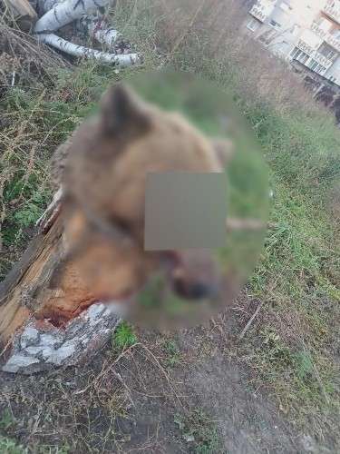 Голову медведя нашли во дворе многоквартирного дома в Ангарске