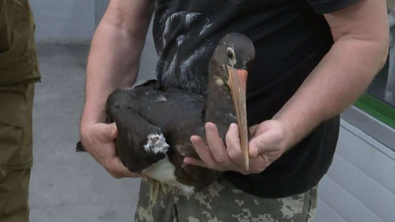 Прожившую год в иркутской зоогалерее пару чёрных аистов отпустили на свободу