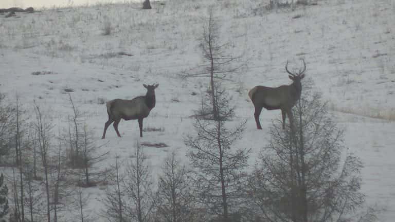 Изюбри на Ольхоне стали чаще выходит к людям