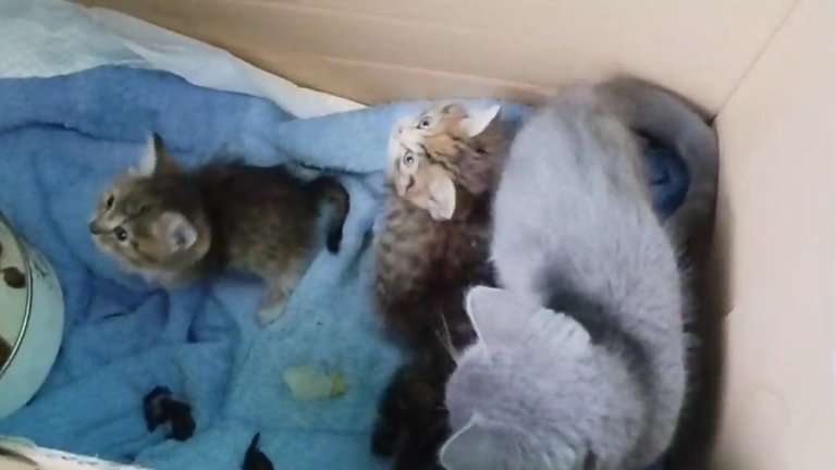 Котят регулярно подбрасывают в Торговый комплекс в Иркутске