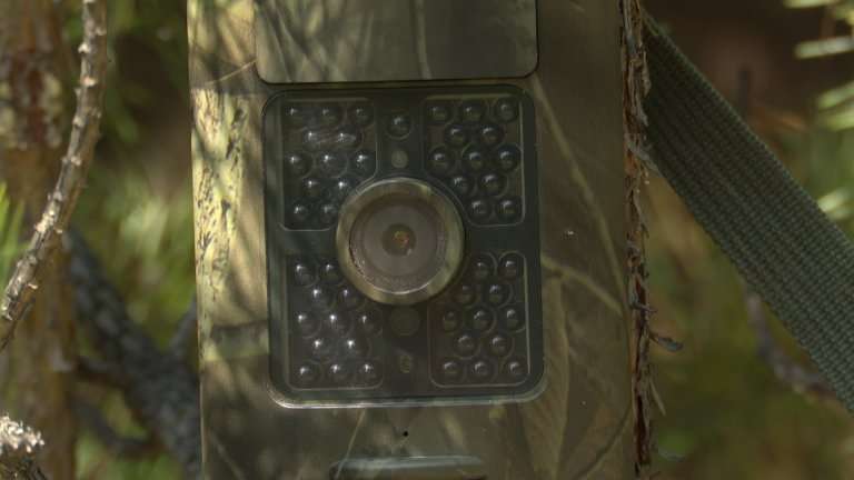 Фотоловушки помогают выявлять "чёрных лесорубов" в Иркутской области