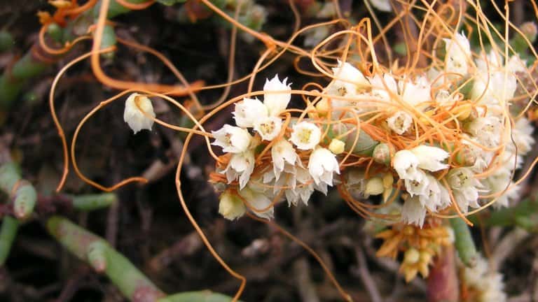 Из-за растения-паразита в Иркутском, Осинском и Усольском районах частично введён карантин