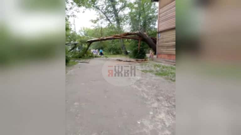 Дерево снова упало на автомобиль в Иркутске