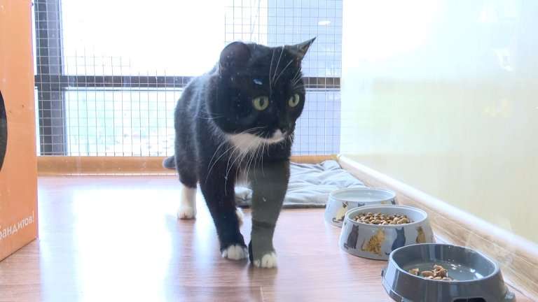 В ожидании приюта, или Больше 60 пушистых обитателей бывшего котокафе ищут новый дом