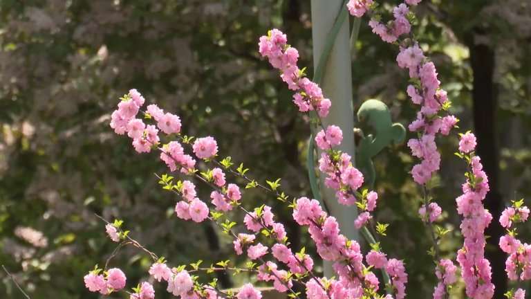 Сезон розовых облаков, или Секреты иркутской сакуры