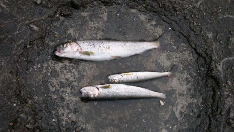 Сразу в нескольких водоёмах Иркутской области обнаружена мёртвая рыба