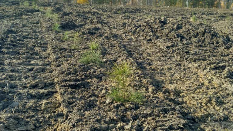 Рекультивацию бывшего "тёщиного языка" провели на Култукском тракте