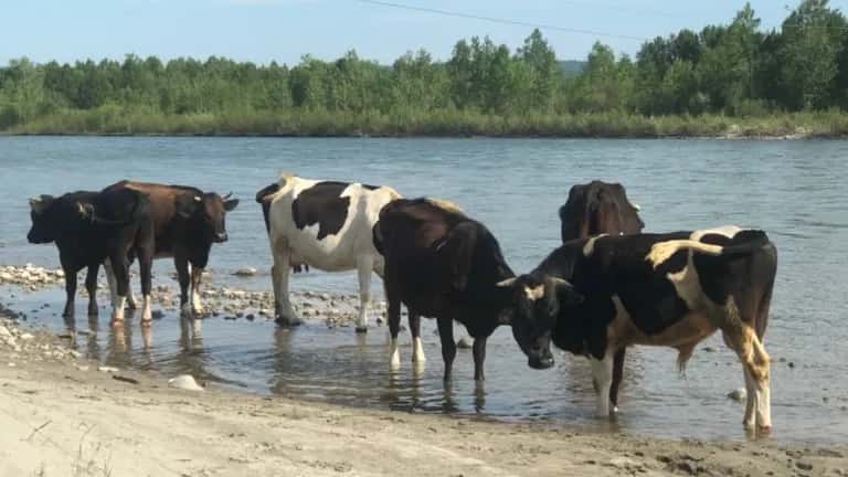 Фермерские хозяйства Приангарья не восстановились после эпидемии узелкового дерматита