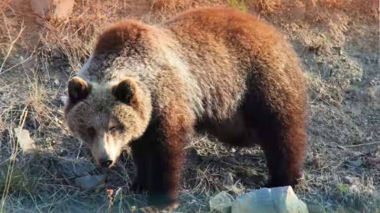 Медвежонок прогуливался по деревне под Тайшетом