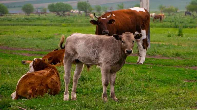 Двух коров убило током в Усольском районе