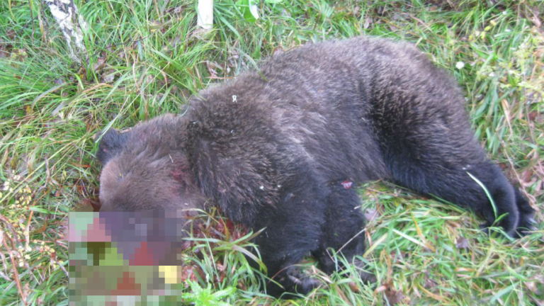 Напугавший жителей Парчума медведь убит в Чунском районе