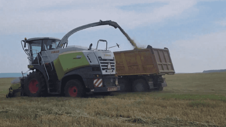 Из-за дождей в Приангарье затягиваются фазы роста кормовых культур