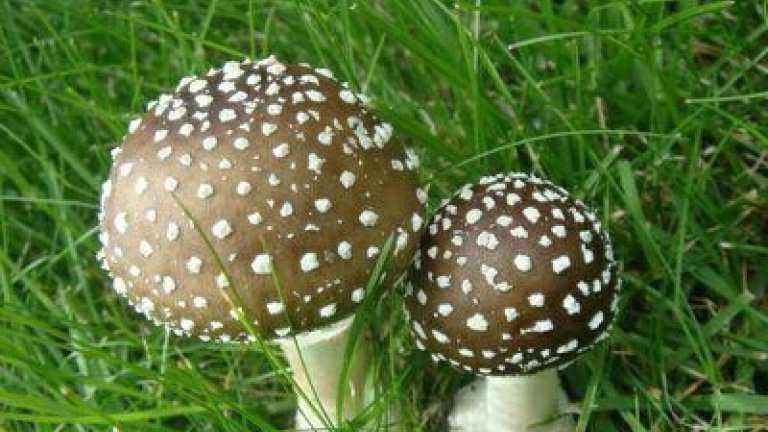 В Тайшетском районе рыбак отравился мухомором